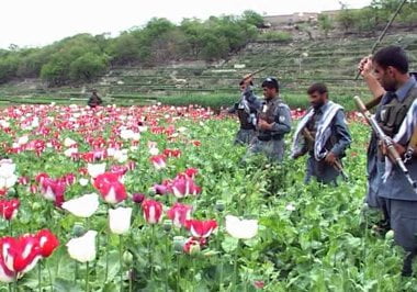 نابودی کشتزارهای خشخاش